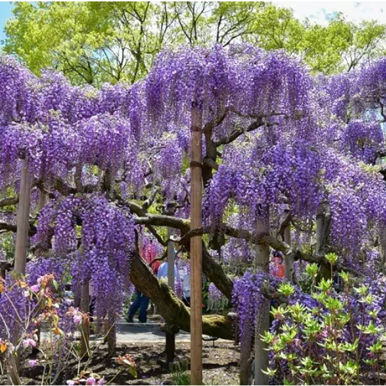 オススメの公園・植物園
