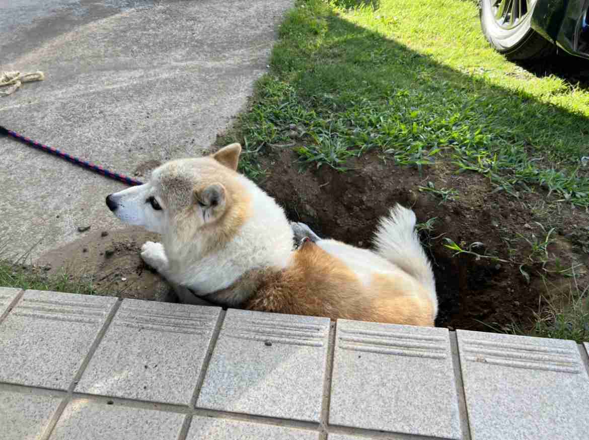 もし、自分のペットが人間の姿で現れたら愛せますか？part4