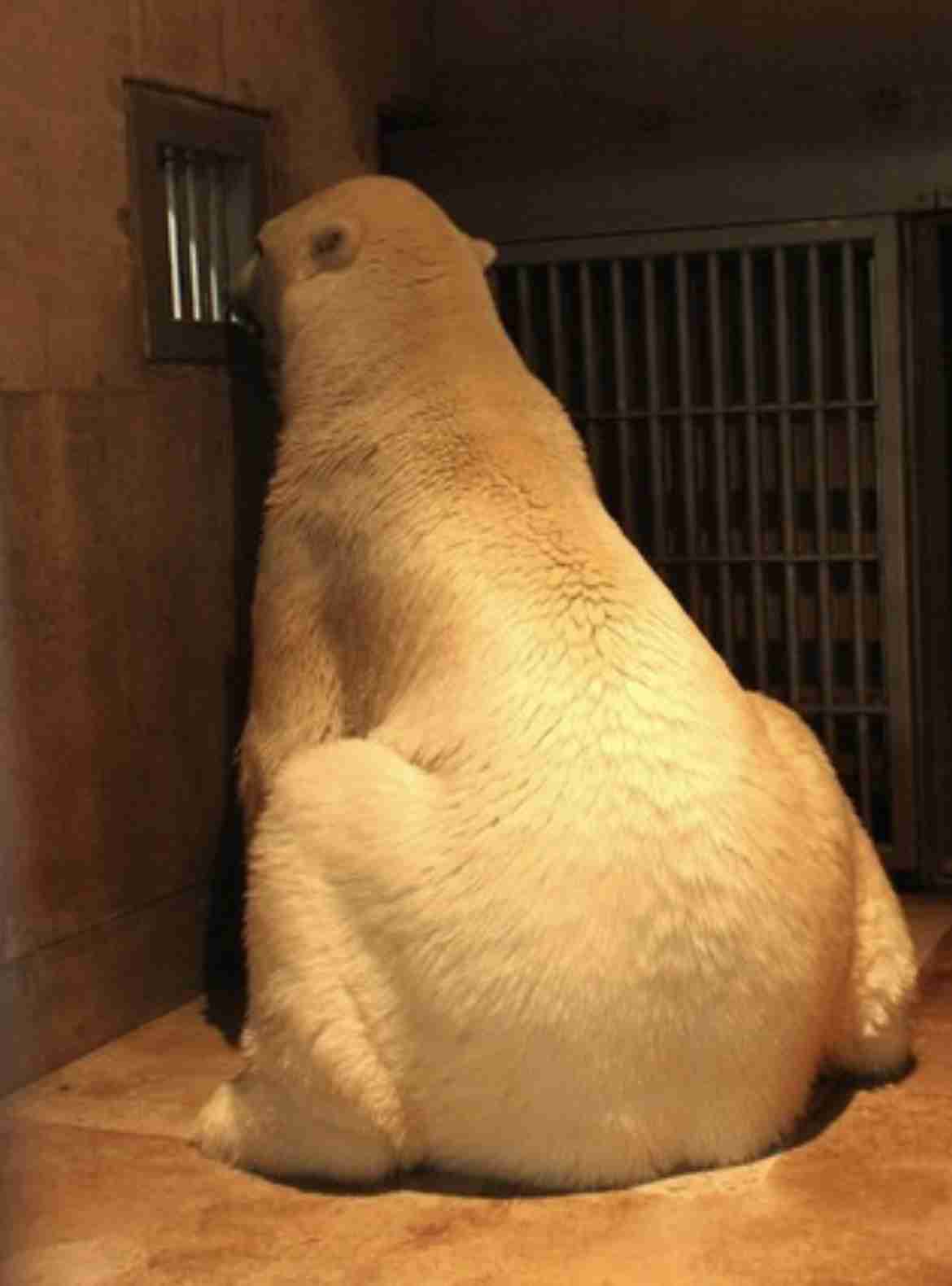 「体重測れない」国内最大級のホッキョクグマを救え!200万円の体重計整備費に全国から支援