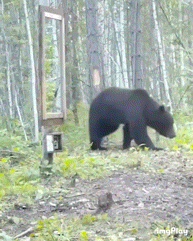 クマに体当たり 男女けが 散歩中に襲われる 宮城・仙台市