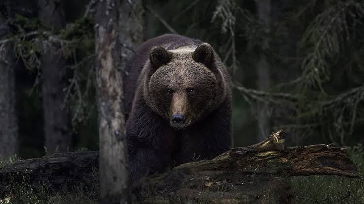 クマに体当たり 男女けが 散歩中に襲われる 宮城・仙台市