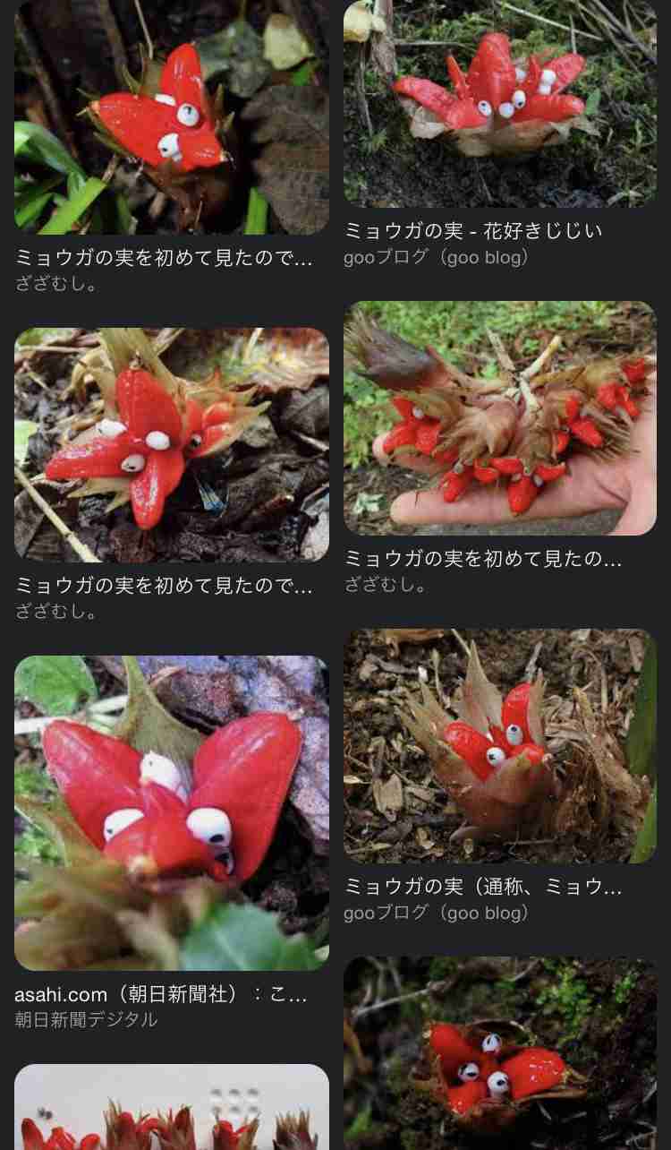 みょうが　茗荷　myoga