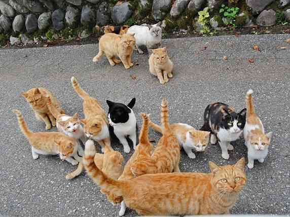 地域猫ってどう思いますか?