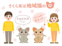 地域猫ってどう思いますか?