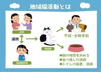地域猫ってどう思いますか?