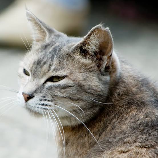 地域猫ってどう思いますか?