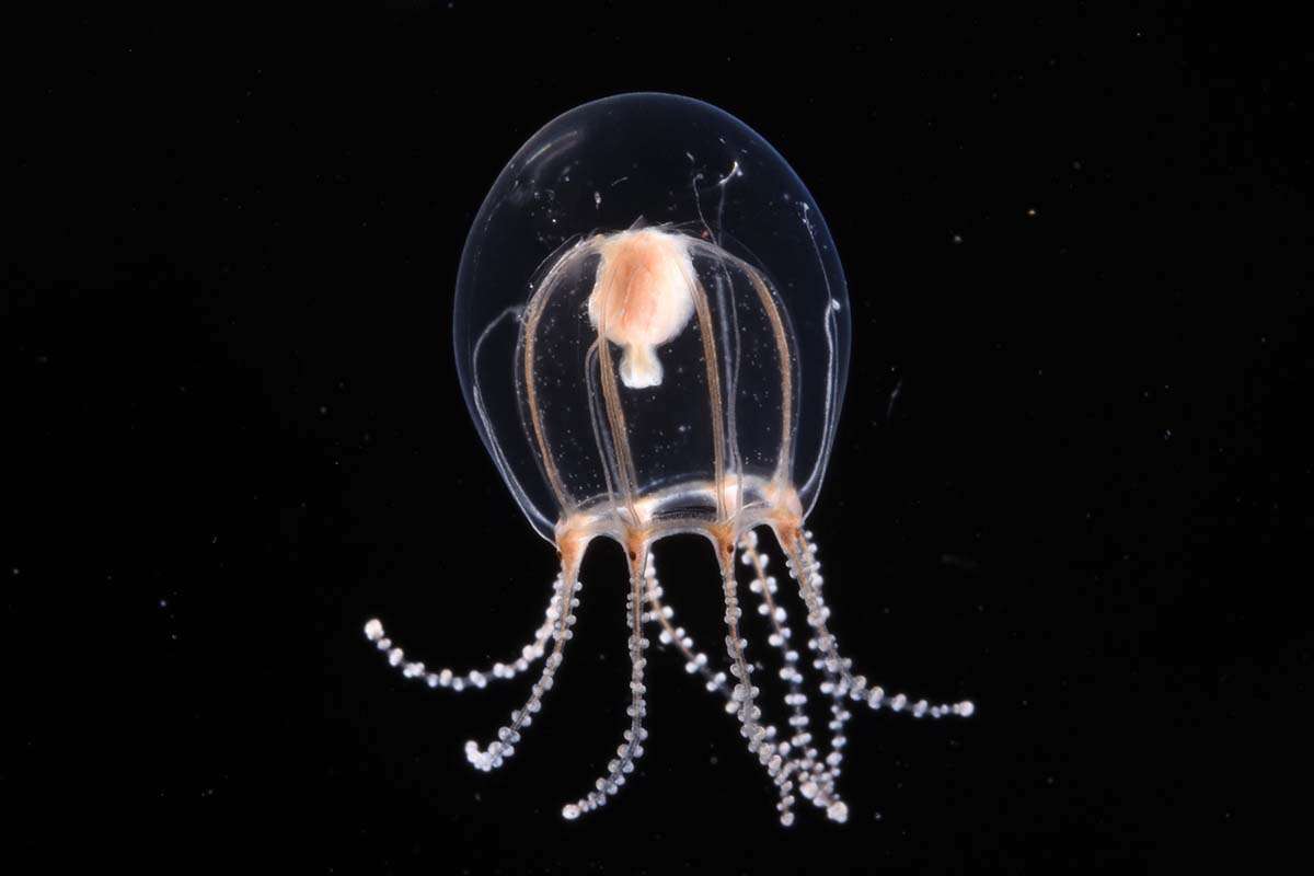 新種のクラゲ? パプアニューギニアで発見された謎の生物が話題
