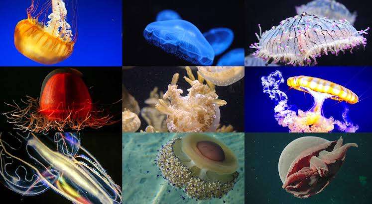 新種のクラゲ? パプアニューギニアで発見された謎の生物が話題