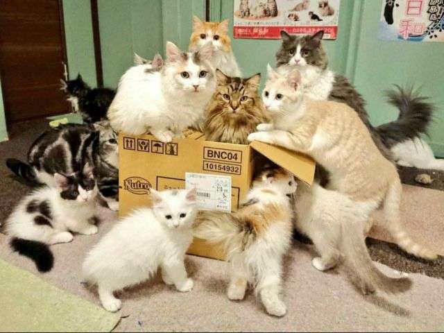 動物と触れ合いたい