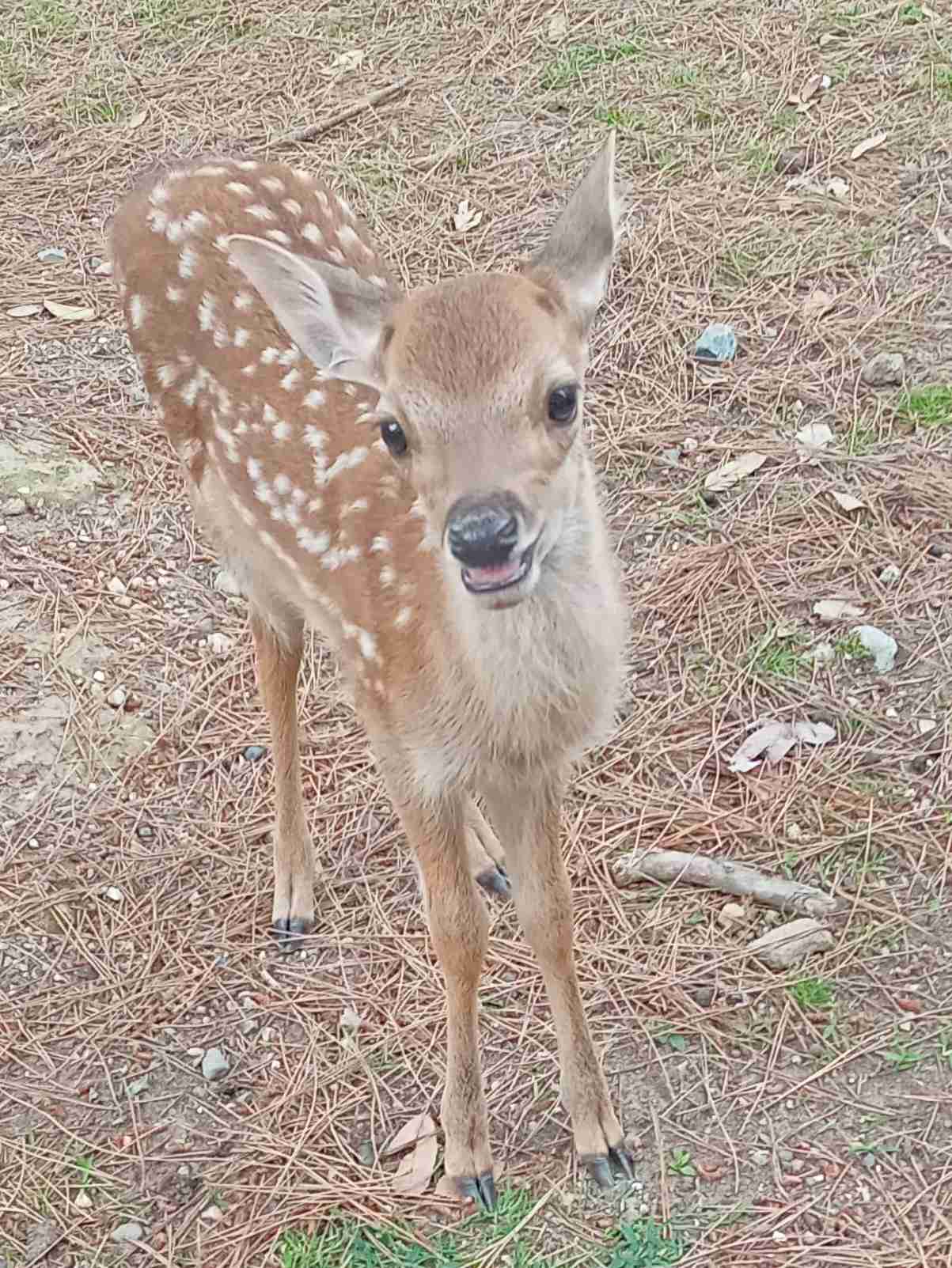 動物と触れ合いたい