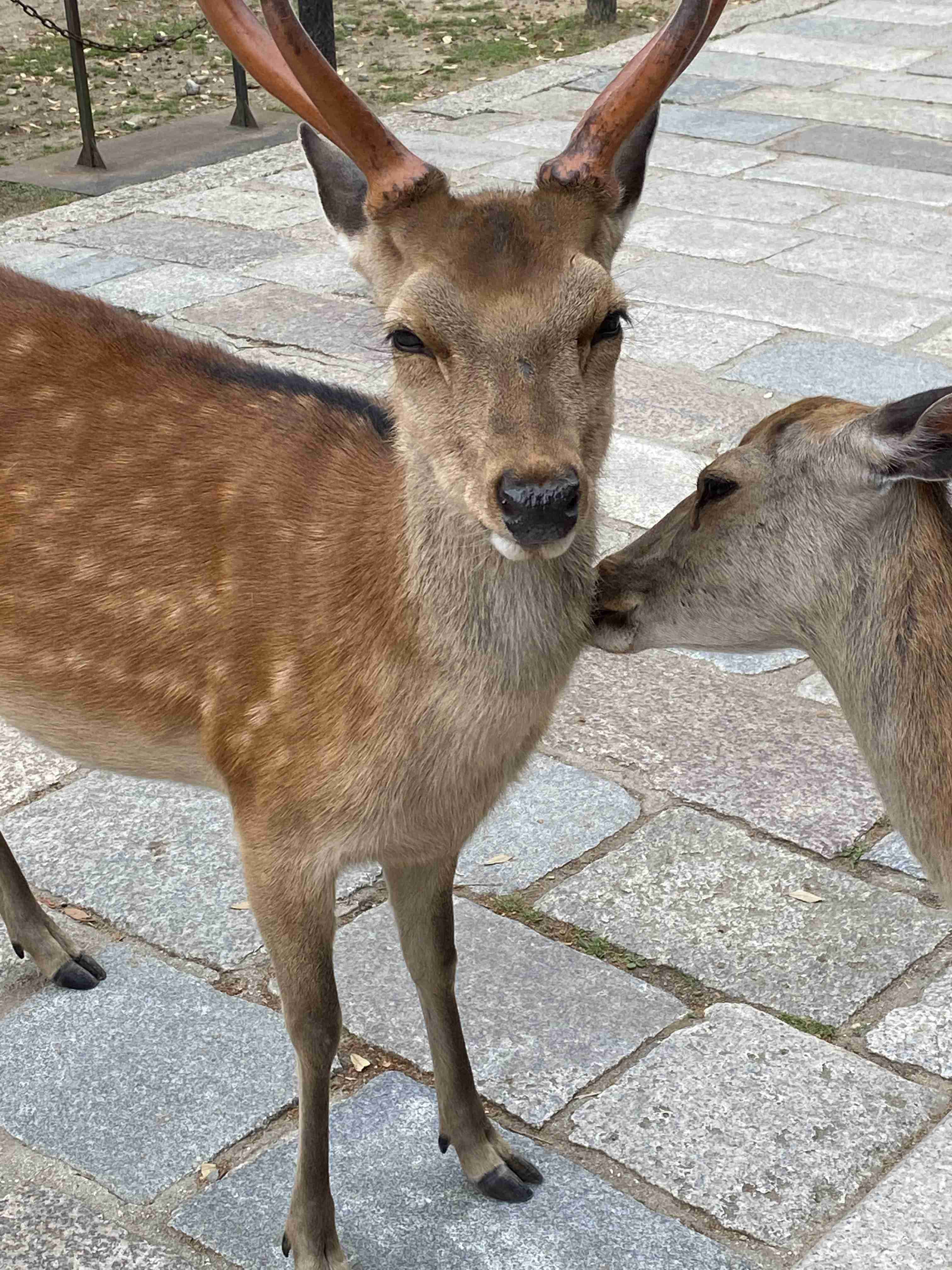 動物と触れ合いたい