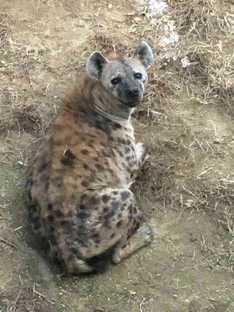 動物と触れ合いたい