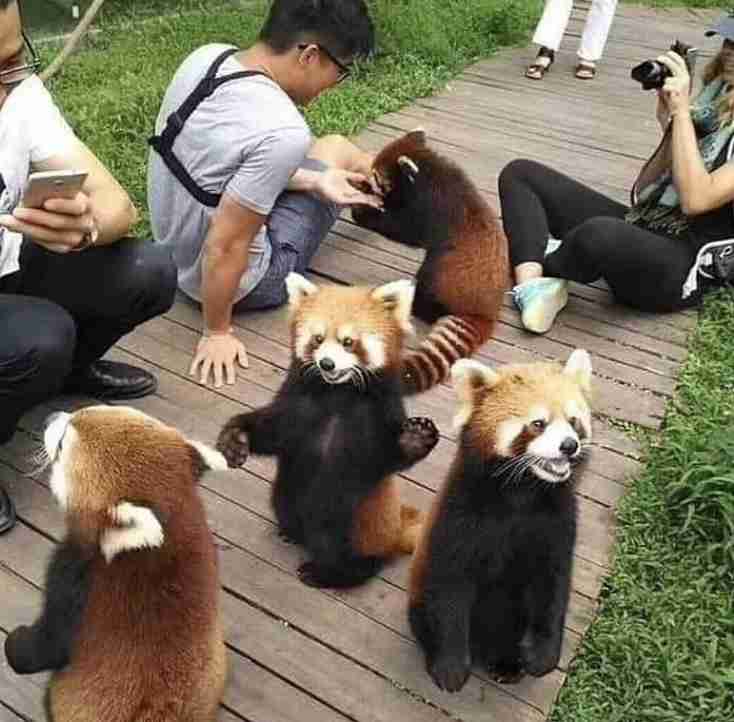 動物と触れ合いたい