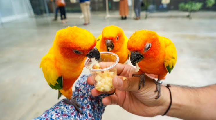 動物と触れ合いたい