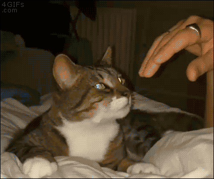 動物と触れ合いたい
