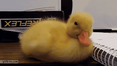 動物と触れ合いたい