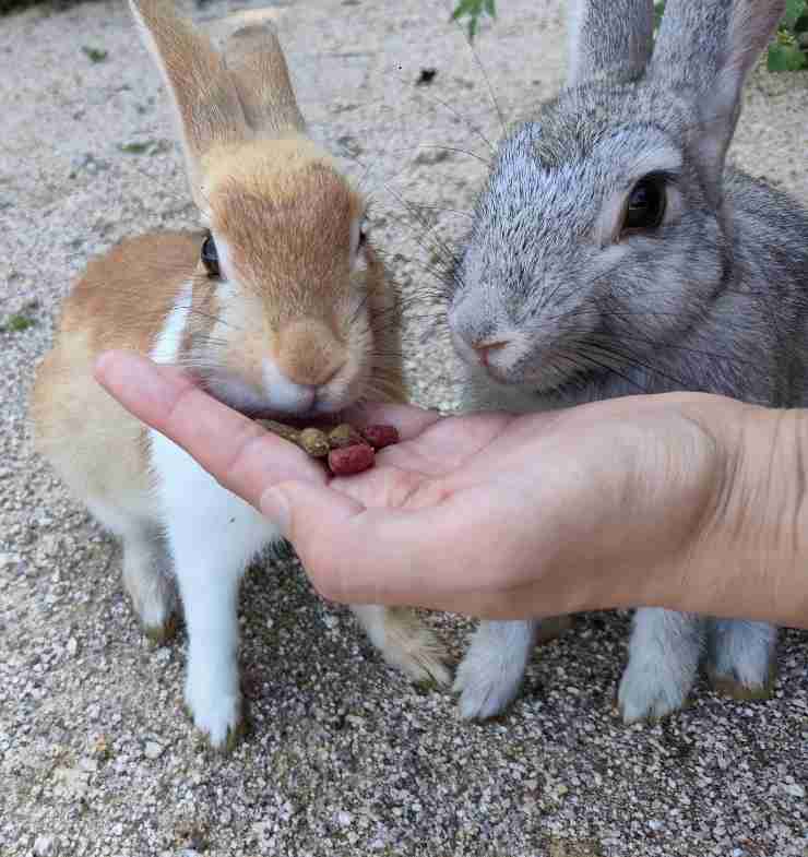 動物と触れ合いたい