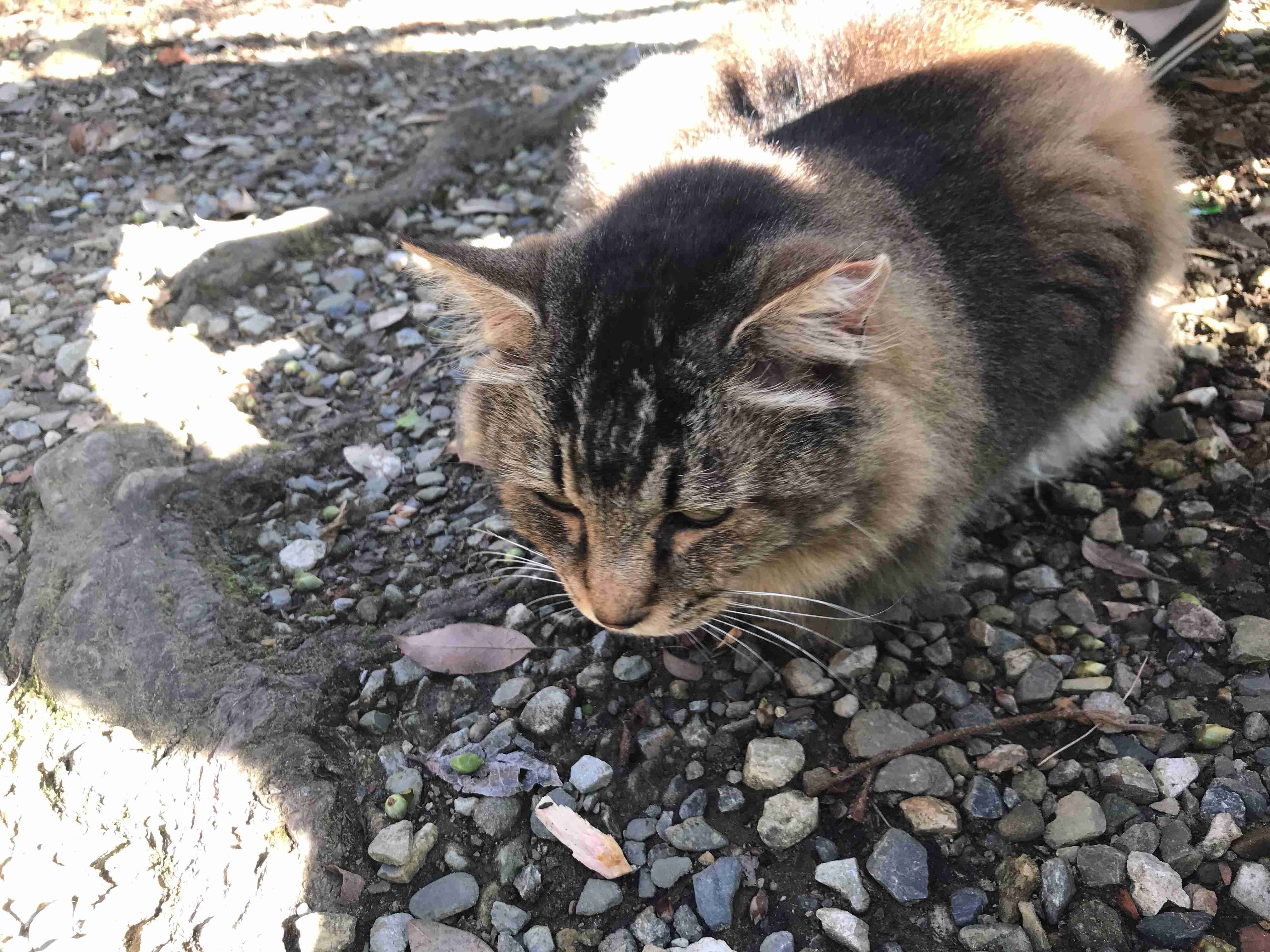 動物と触れ合いたい