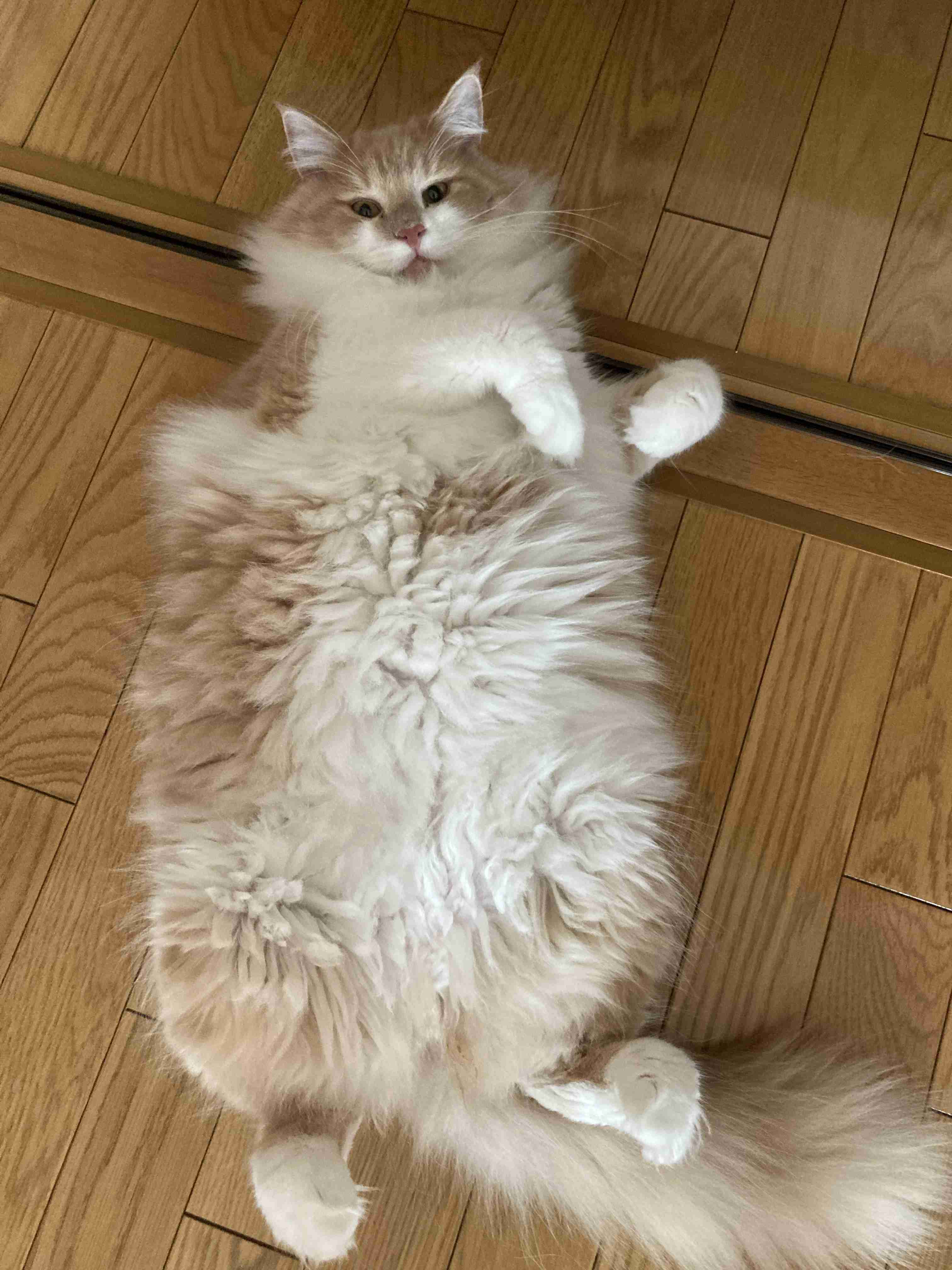 動物と触れ合いたい