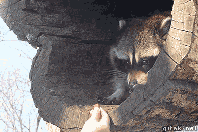 動物と触れ合いたい