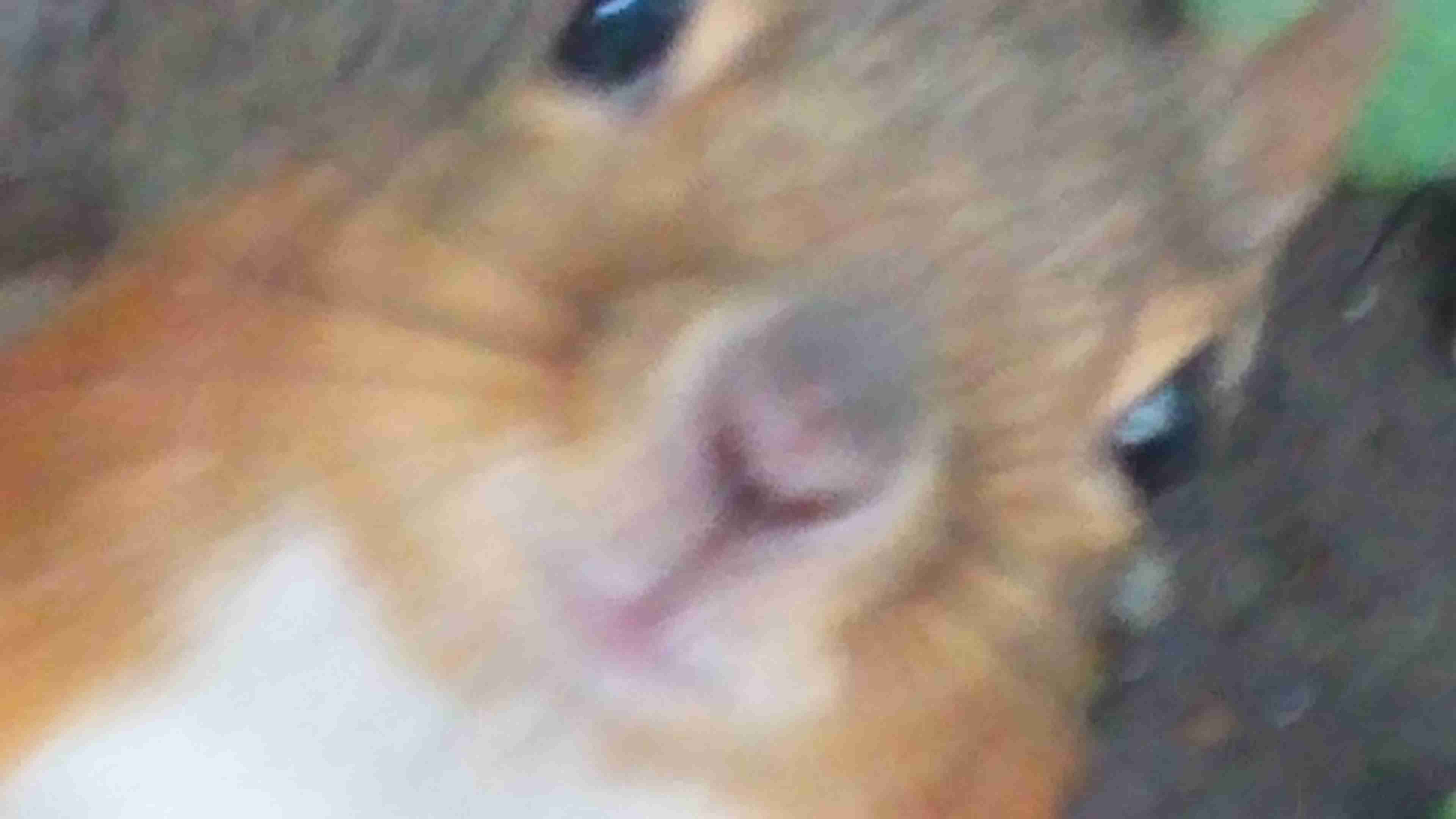 動物と触れ合いたい