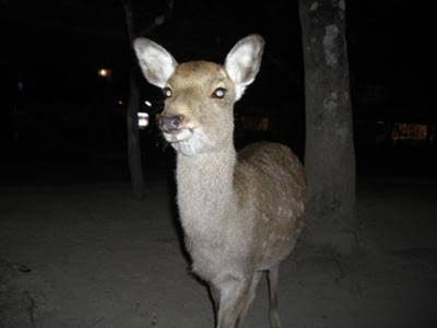 動物と触れ合いたい
