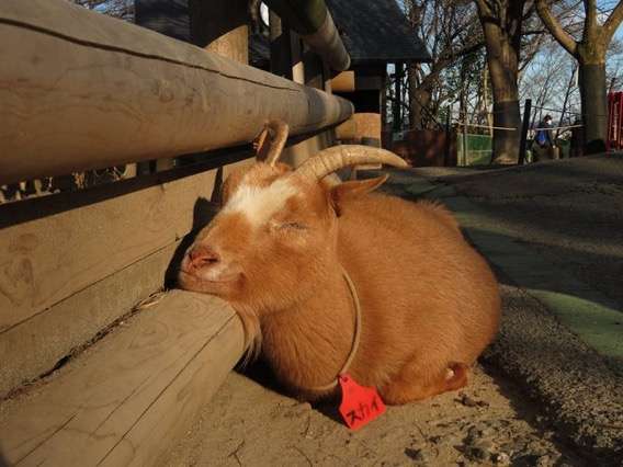 動物と触れ合いたい