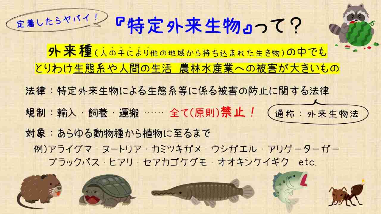 岸田首相「留学生30万人」見直し さらに増やす計画策定を指示