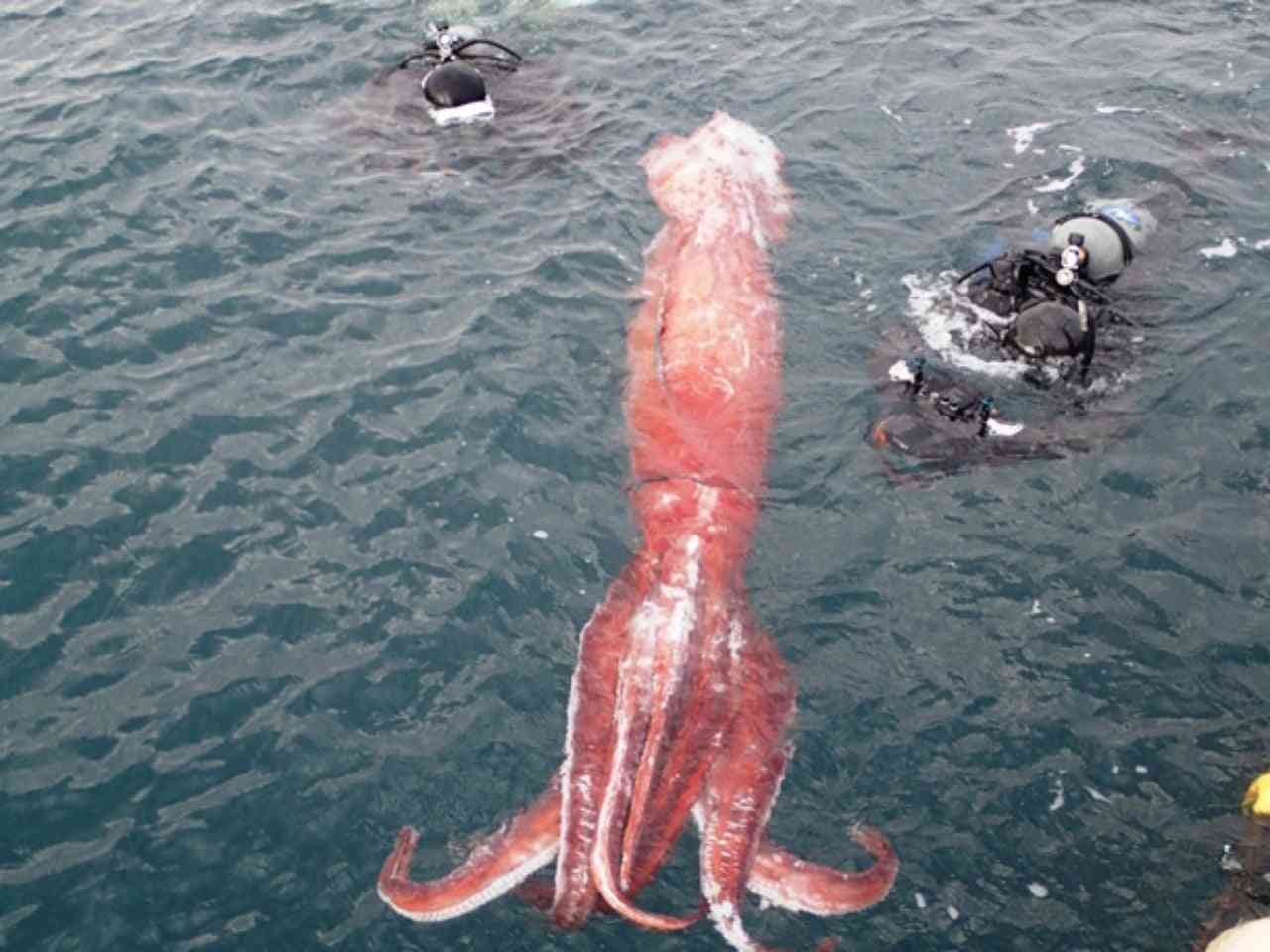 【閲覧注意】海や湖が怖くなる画像くださいPart2