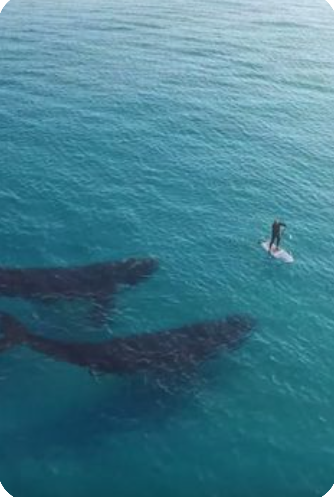 【閲覧注意】海や湖が怖くなる画像くださいPart2