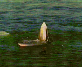 【閲覧注意】海や湖が怖くなる画像くださいPart2