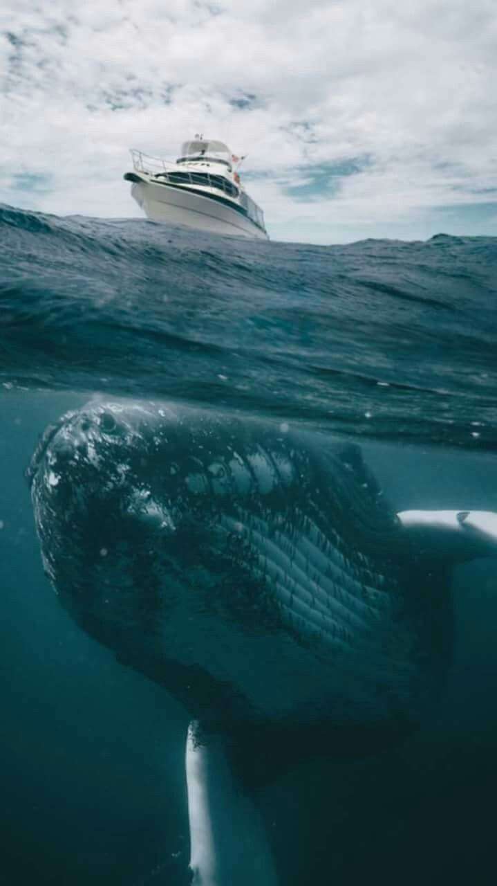 【閲覧注意】海や湖が怖くなる画像くださいPart2