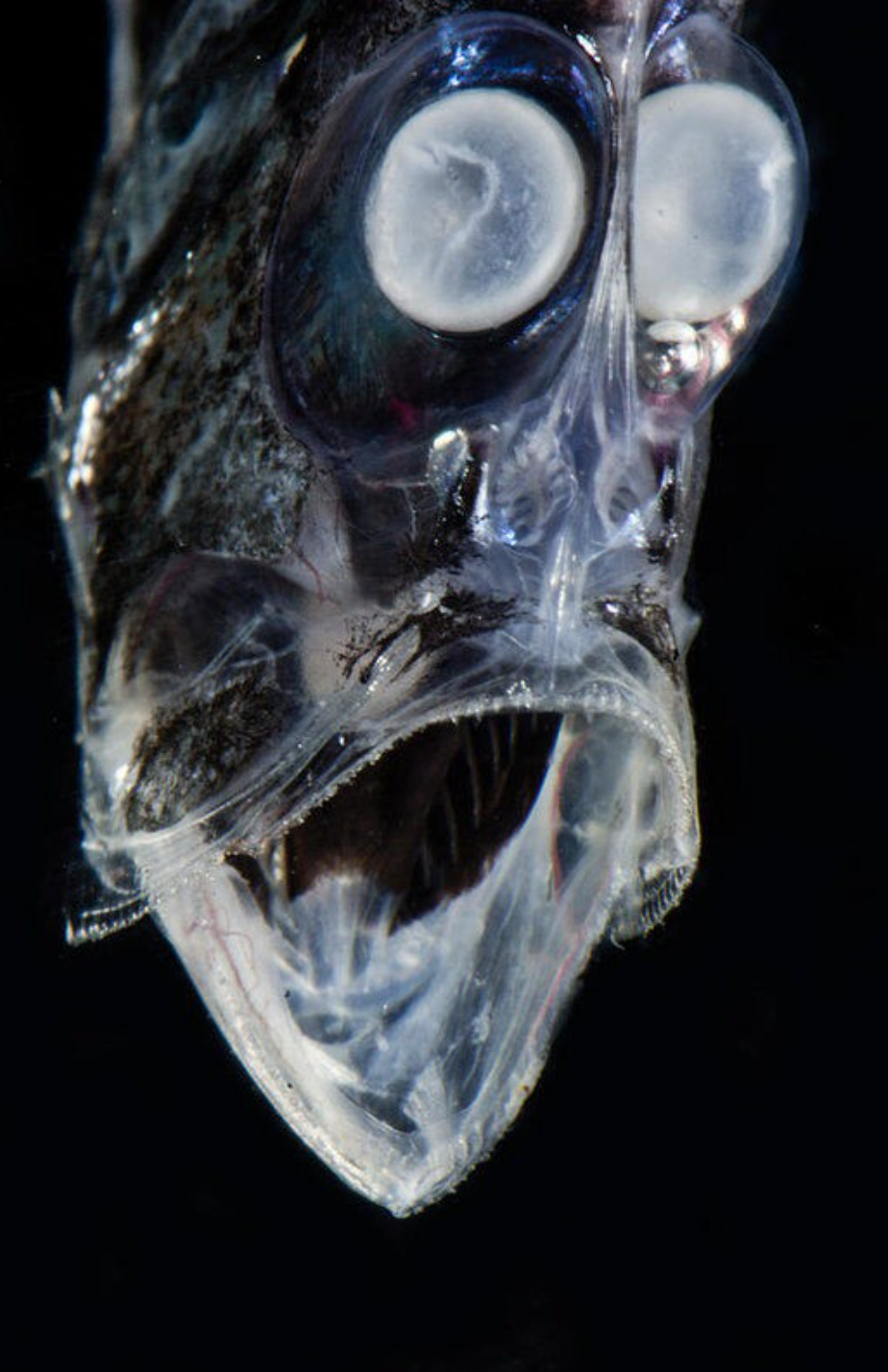 【閲覧注意】海や湖が怖くなる画像くださいPart2