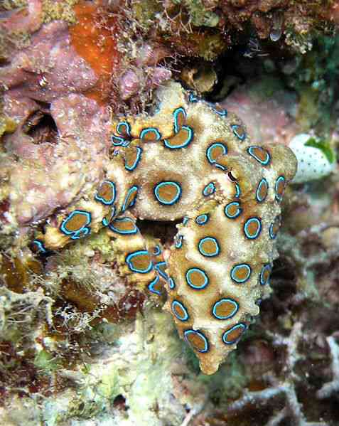 【閲覧注意】海や湖が怖くなる画像くださいPart2