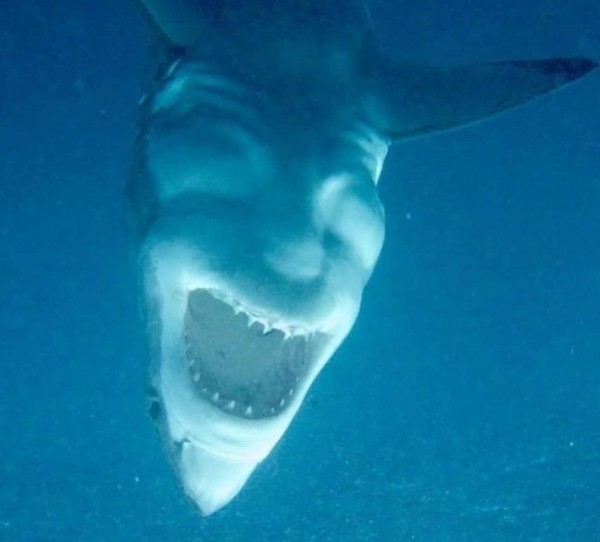 【閲覧注意】海や湖が怖くなる画像くださいPart2