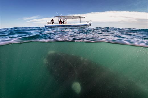 【閲覧注意】海や湖が怖くなる画像くださいPart2
