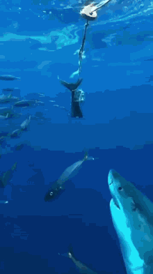 【閲覧注意】海や湖が怖くなる画像くださいPart2