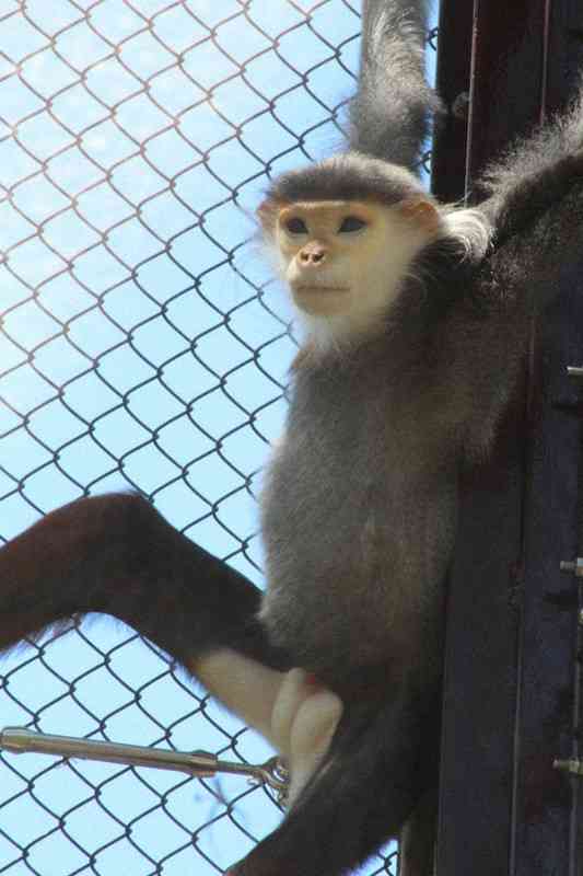 「世界一美しいサル」動物園に仲間入り　ベトナム戦争で激減の希少種