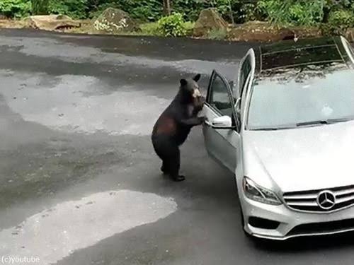 “酔っ払った”クマを保護　幻覚作用のあるハチミツで…。　トルコ
