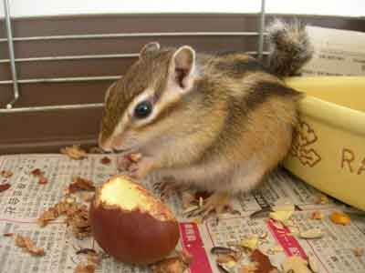 自分の性癖を披露するトピ