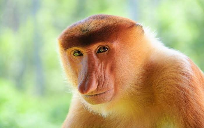 桐生祥秀が活動再開を報告　休養の理由の一つに「潰瘍性大腸炎」を告白、大学2年で発症