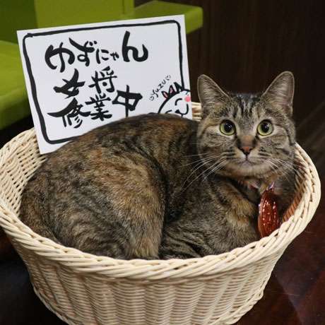 猫がいる旅館