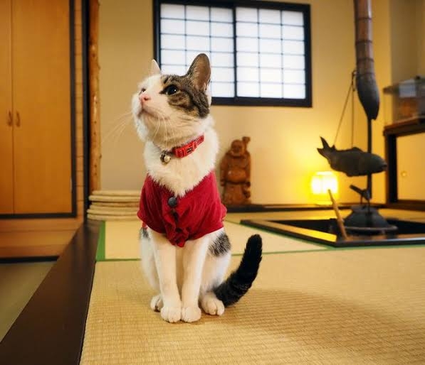 猫がいる旅館