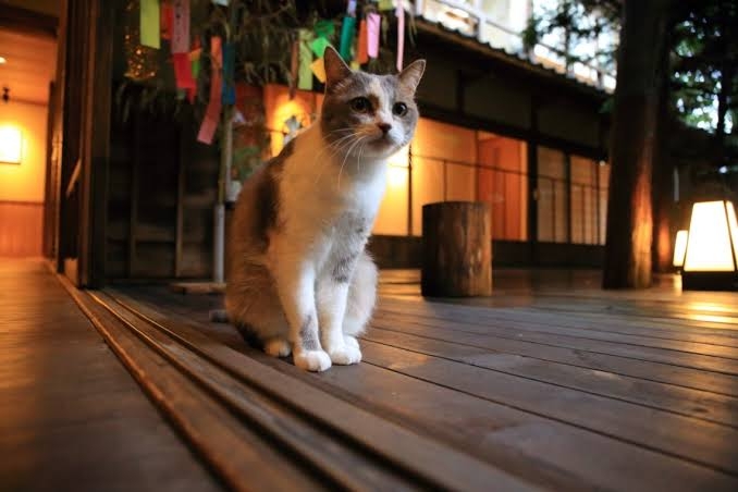 猫がいる旅館