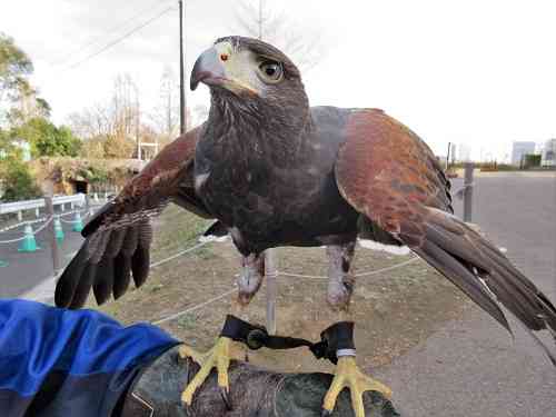 フェンスにつながれたタカ、職員がトンビと勘違いして逃がす…横須賀市が飼い主に賠償