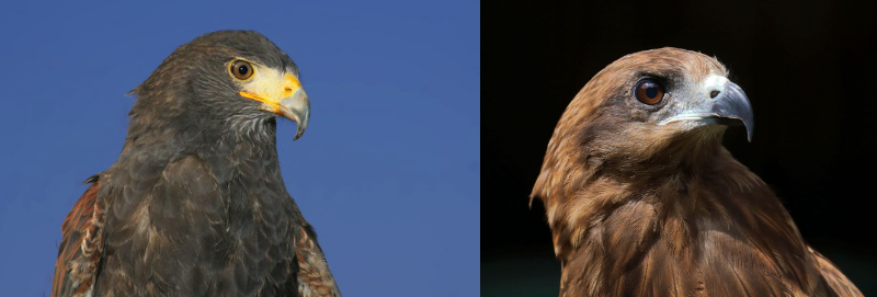 フェンスにつながれたタカ、職員がトンビと勘違いして逃がす…横須賀市が飼い主に賠償