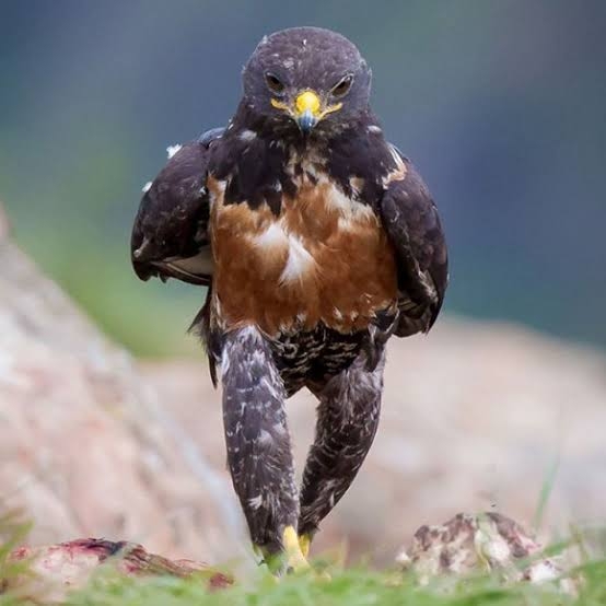 フェンスにつながれたタカ、職員がトンビと勘違いして逃がす…横須賀市が飼い主に賠償