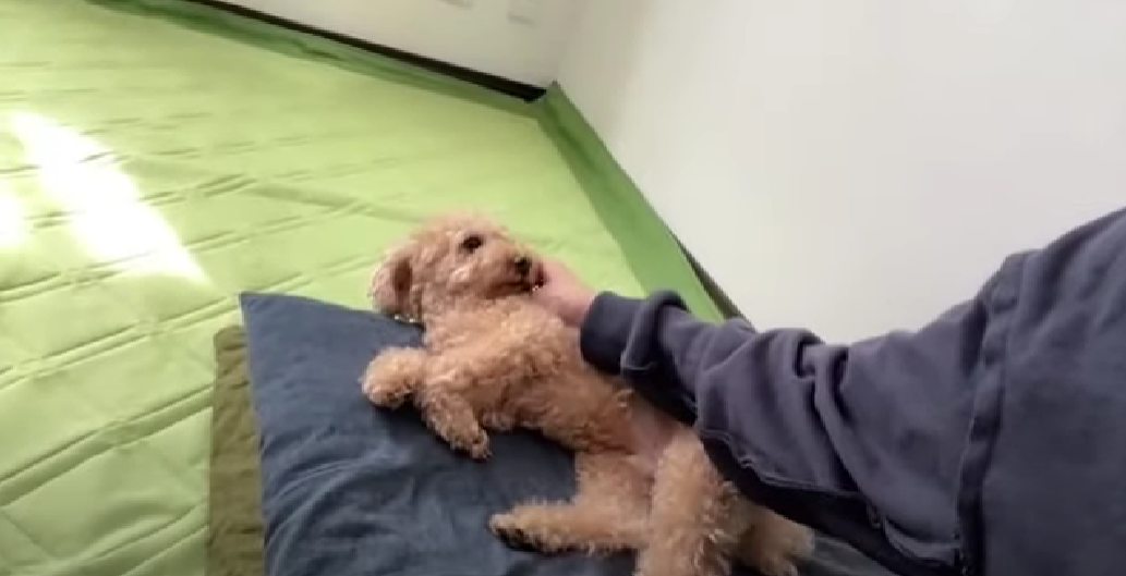 荻野由佳「NGT48暴行事件」誹謗中傷の日々を告白　発信者開示の法改正直前でもなお粘着し続ける「アンチ」