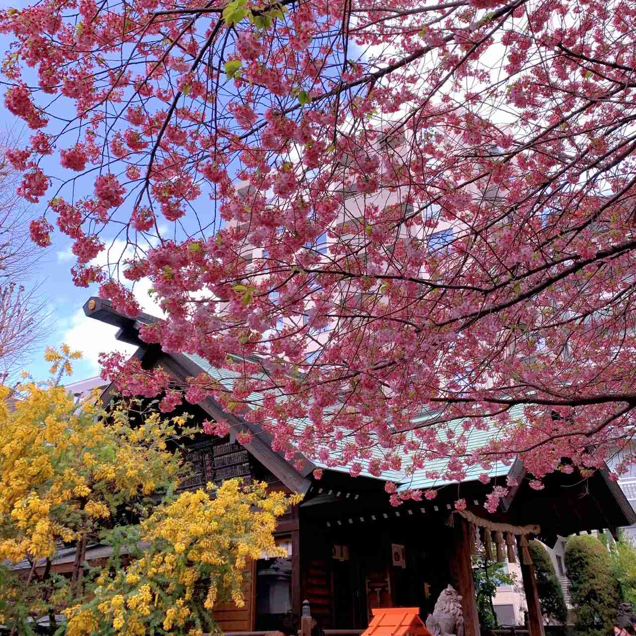 【パワースポット】自分で撮影した神社の写真貼るトピ