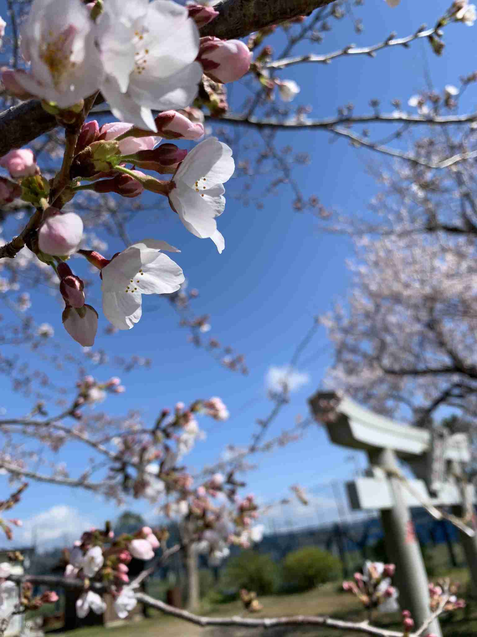【パワースポット】自分で撮影した神社の写真貼るトピ